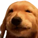 funnydog