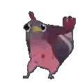 chicken5