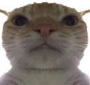 catbruh