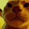 partycat