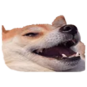 doge