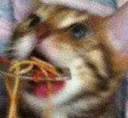 catSpaghettio catSpaghettio