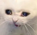 sadcat1