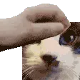 PETTHEKATE