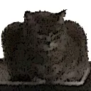 ShoCatGuffy Discord Emoji