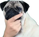pugthink Discord Emoji