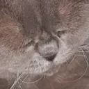 sadhugo