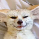 fennec