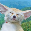 fennec fennec