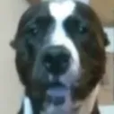 Dog_Goat