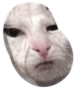 3625_hnn_cat_bean Discord Emoji
