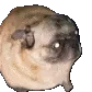 pug