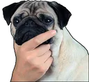 thinkingPug thinkingPug