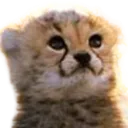 cheetahsmiley