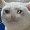 crycat crycat
