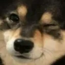 dog_wink