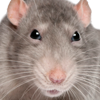 rat2 Discord emoji
