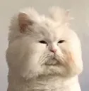 wtf