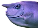 nosefish1 nosefish1