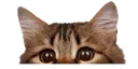 catpeek