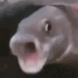 PoggersFish