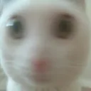 Catwoke Discord Emoji