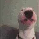 WALTERSHAKE