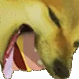 dogeeat1