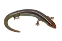Skink