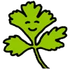 cilantro