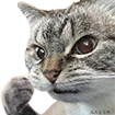 AngryCatto