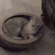 afleek_catcrush Discord emoji