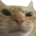 wdym