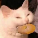 bagelcat