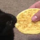 GrangersCat Discord Emoji