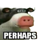 perhapsCow