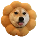 flowershiba