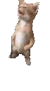 dancemichael dancemichael