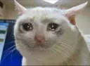 cryingCat