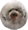 OvalEbalo