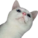 Cat Look CatLook Discord Emoji