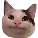 Cat Chonk Discord Emoji