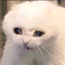 sadcat