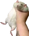 RatGrab RatGrab