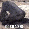 gorila