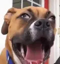 YAWN