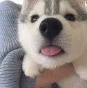 doggo