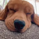OwODoggi