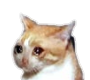 cat_cri