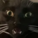 catshock